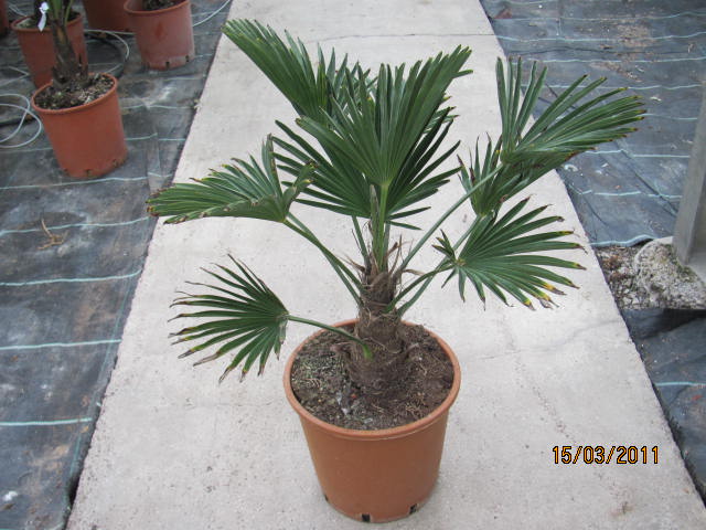 Trachycarpus wagnerianus - Wagners Hanfpalme 90cm
